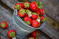 Erdbeeren aus einem der Selbstpflückgärten in Kärnten